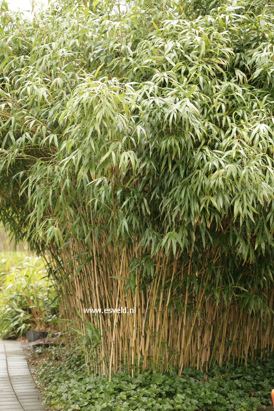 Pseudosasa japonica