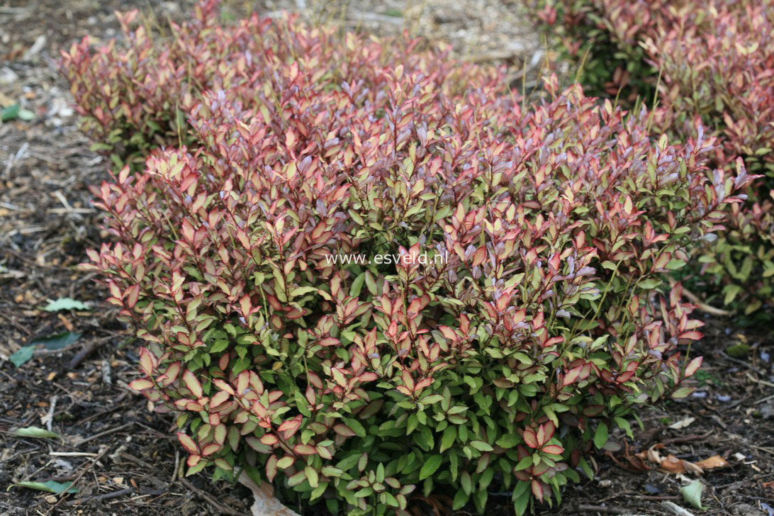 Pseudowintera colorata