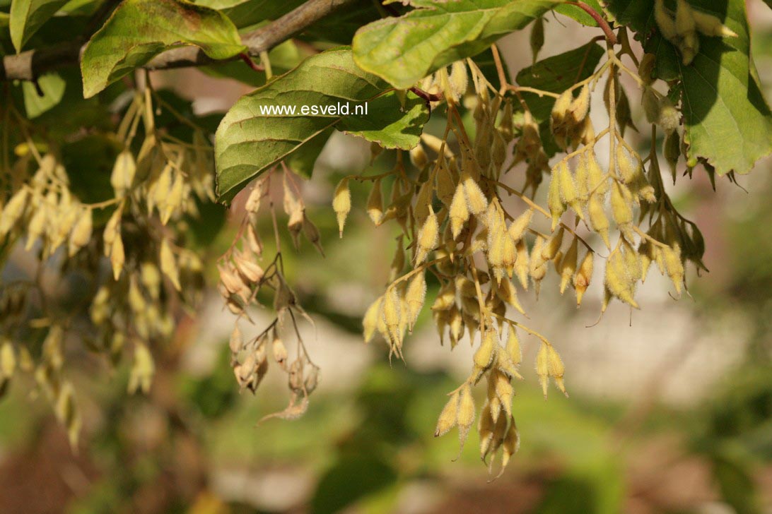 Pterostyrax psilophylla