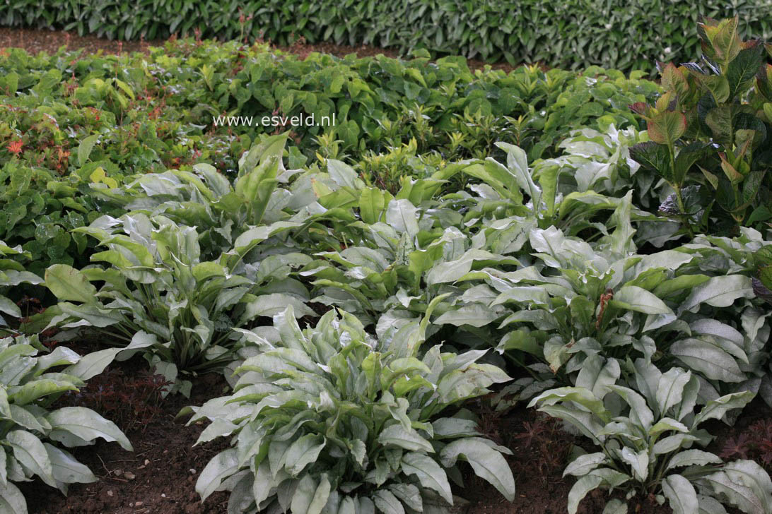 Pulmonaria 'Majestee'