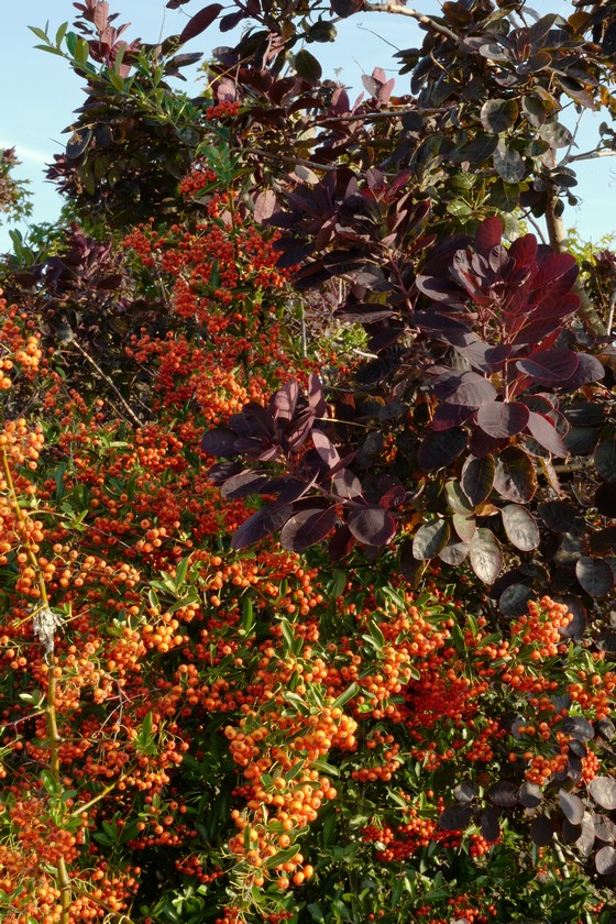 Pyracantha 'Orange Glow'