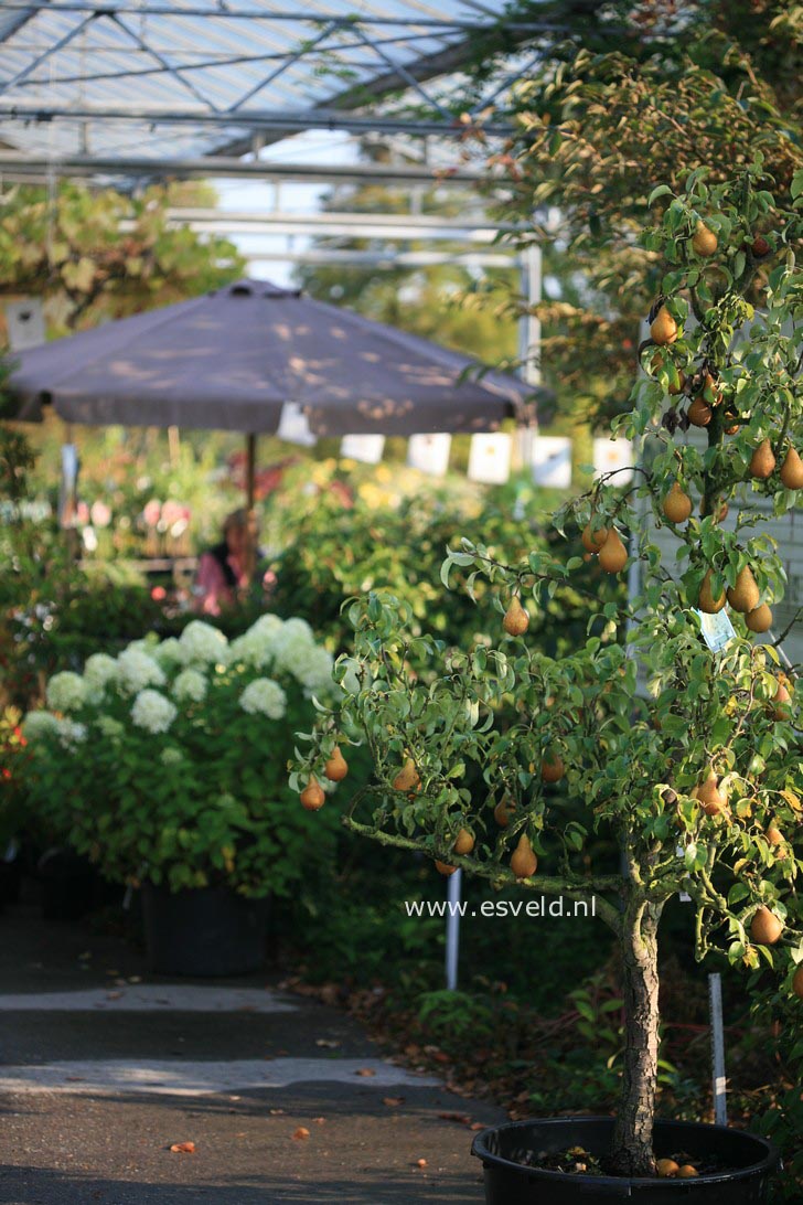 Pyrus communis 'Conference'