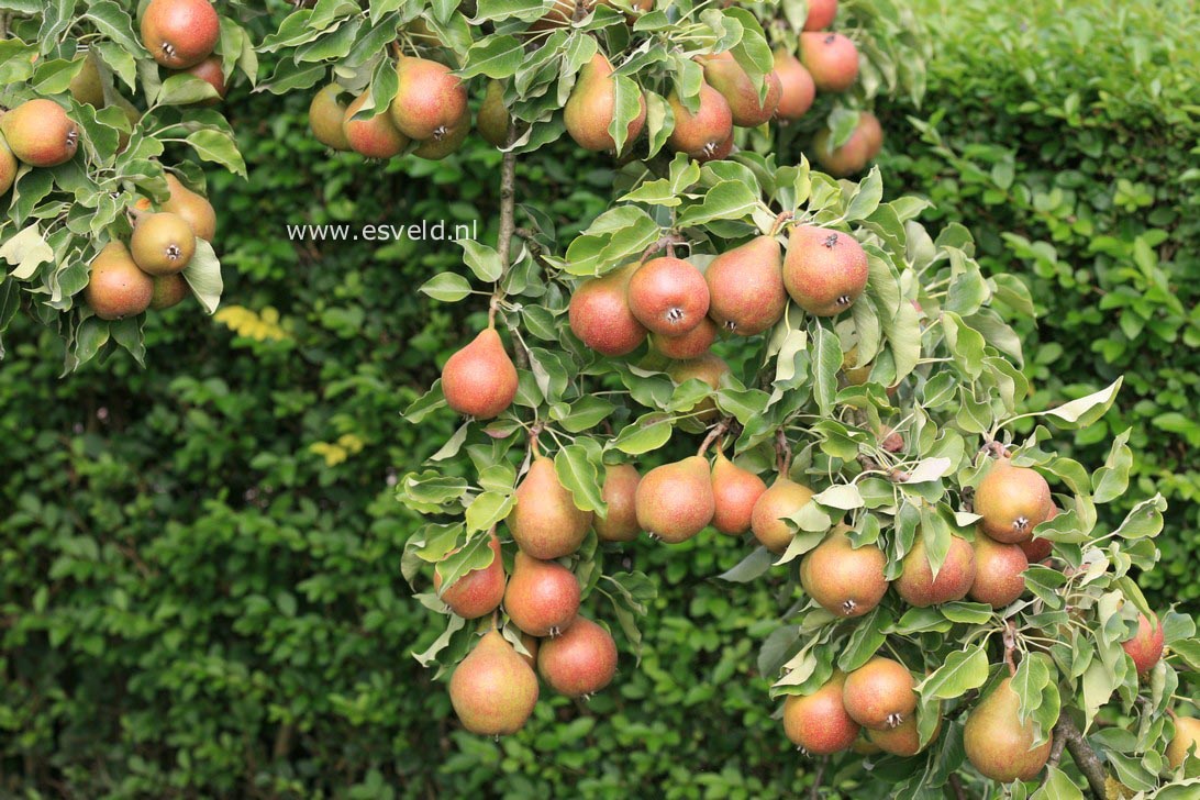 Pyrus communis 'Gieser Wildeman'