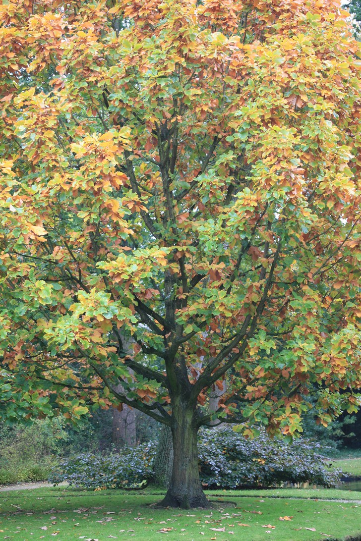 Quercus 'Pondaim'