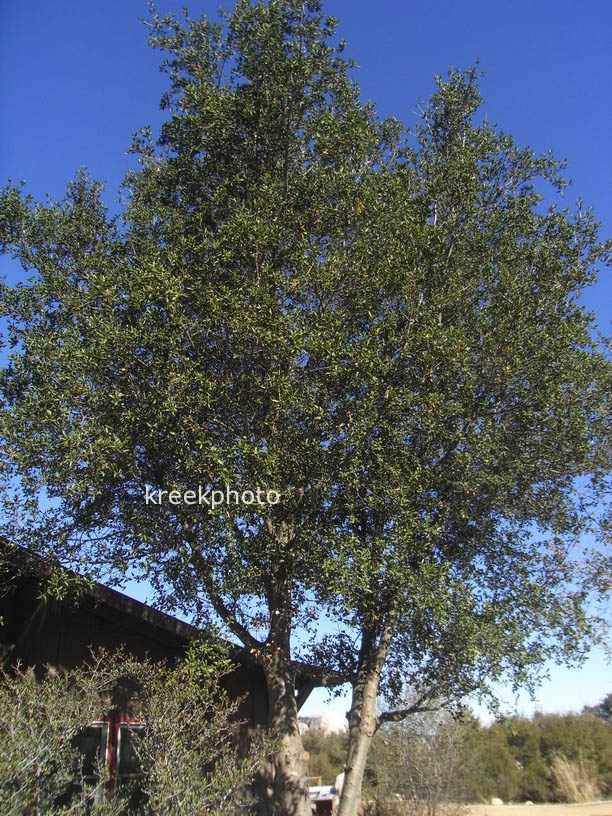 Quercus agrifolia