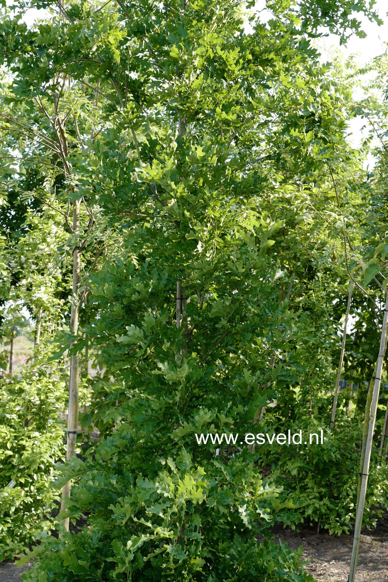 Quercus bimundorum 'Crimschmidt' (CRIMSON SPIRE)