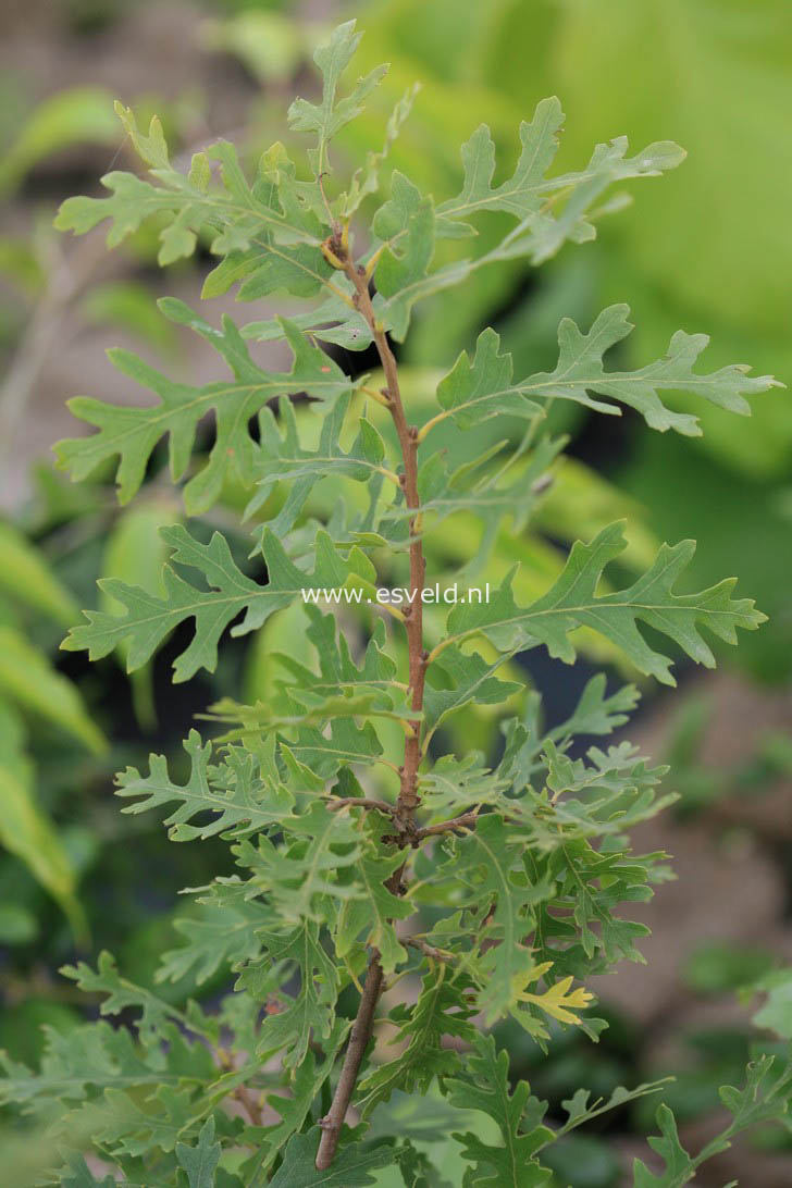 Quercus cerris 'Laciniata'