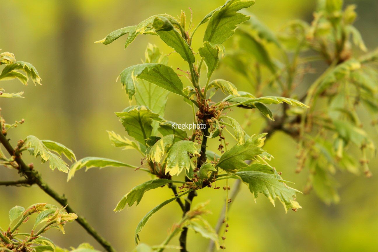 Quercus cerris 'Variegata'