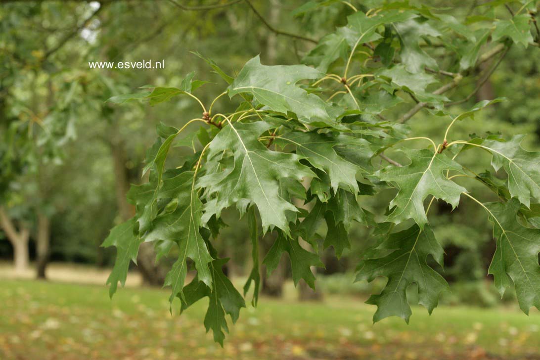 Quercus coccinea 'Splendens'