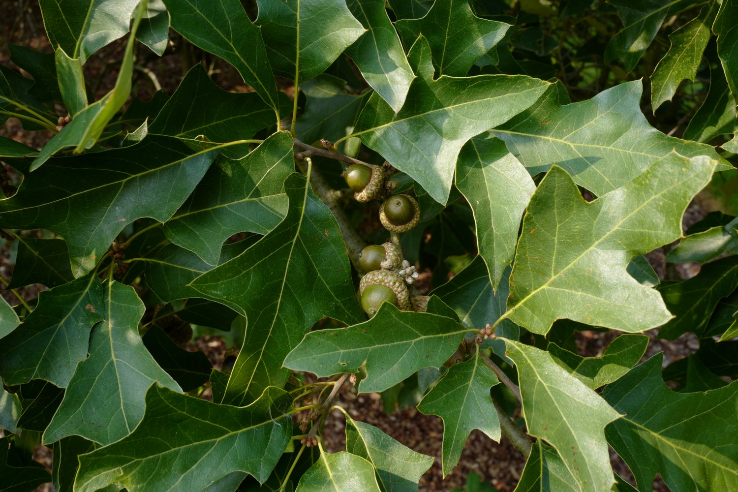Quercus ilicifolia