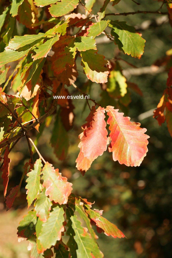 Quercus mongolica