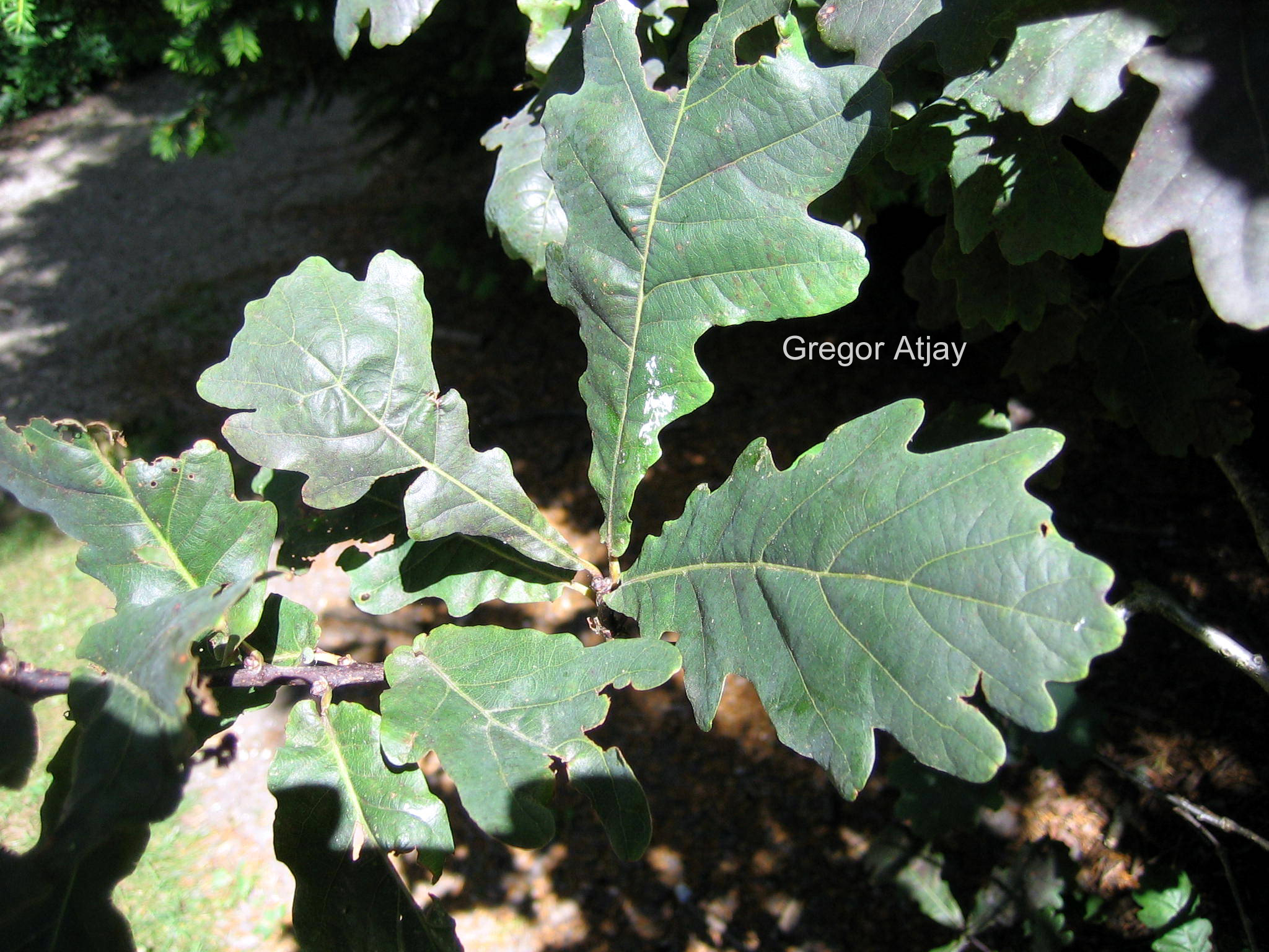 Quercus robur 'Timuki'