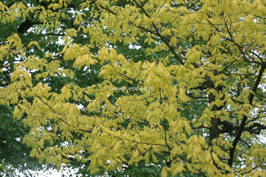 Quercus rubra 'Aurea'