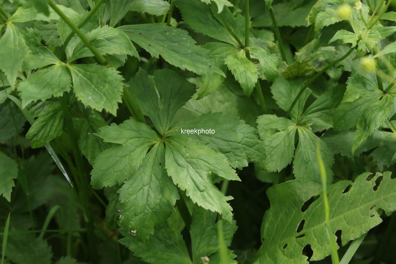 Ranunculus aconitifolius