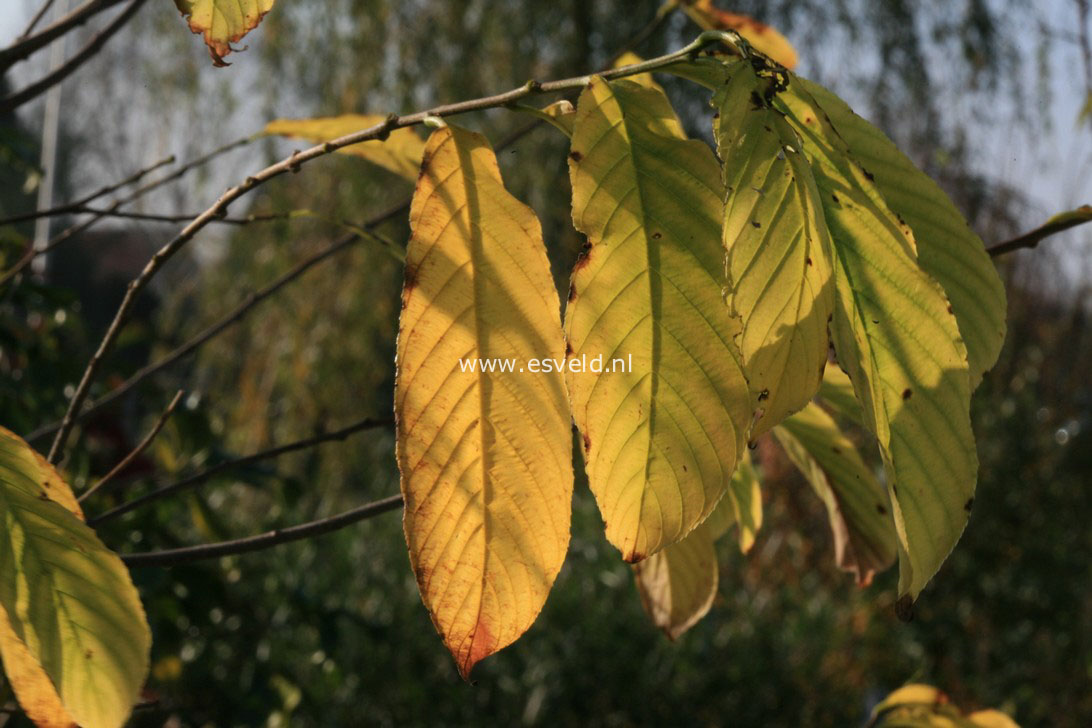 Rhamnella franguloides