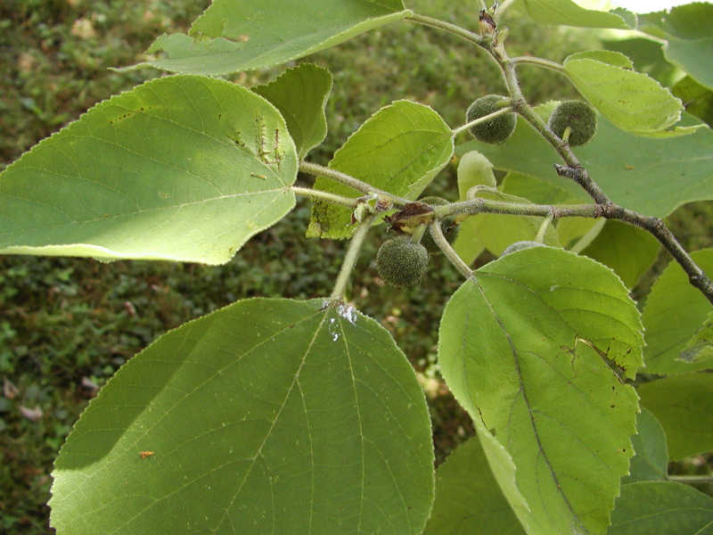 Rhamnus alaternus