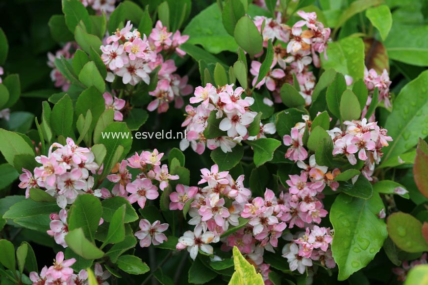 Rhaphiolepis indica 'Pink Cloud'