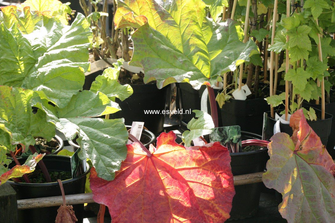 Rheum rhabarbarum