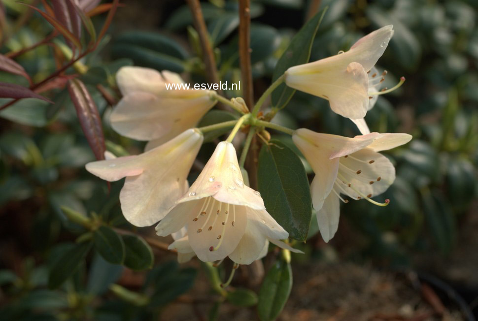Rhododendron 'Alison Johnstone'
