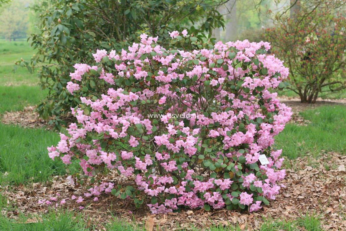 Rhododendron 'August Lamken'