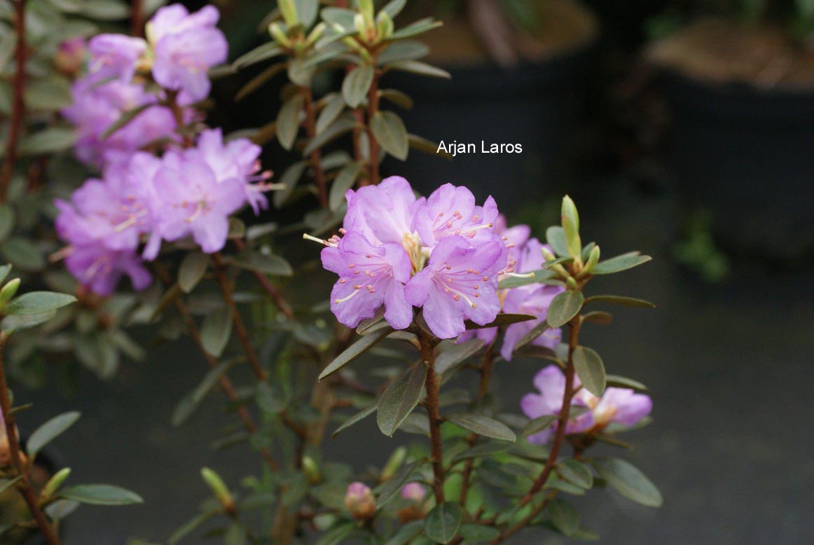 Rhododendron 'Barto Alpine'