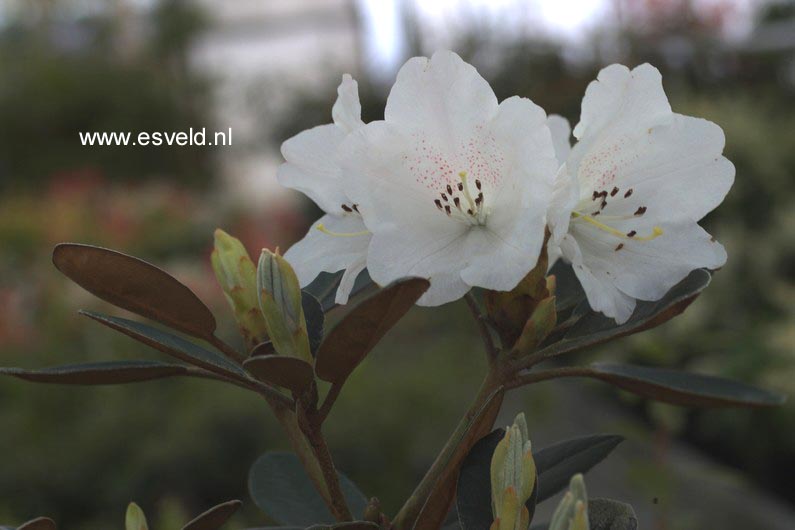 Rhododendron 'Berg's Queen Bee'