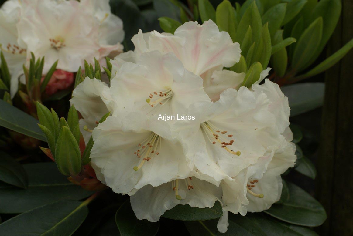 Rhododendron 'Bob Bovee'