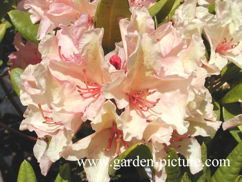 Rhododendron 'Brasilia'