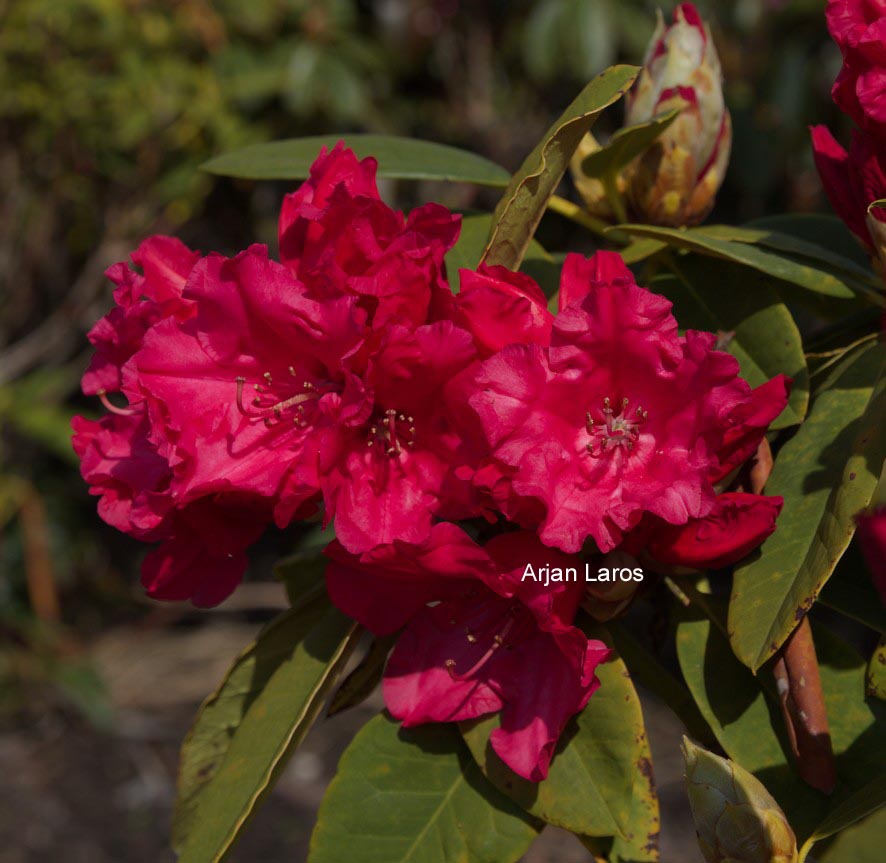 Rhododendron 'Britannia'