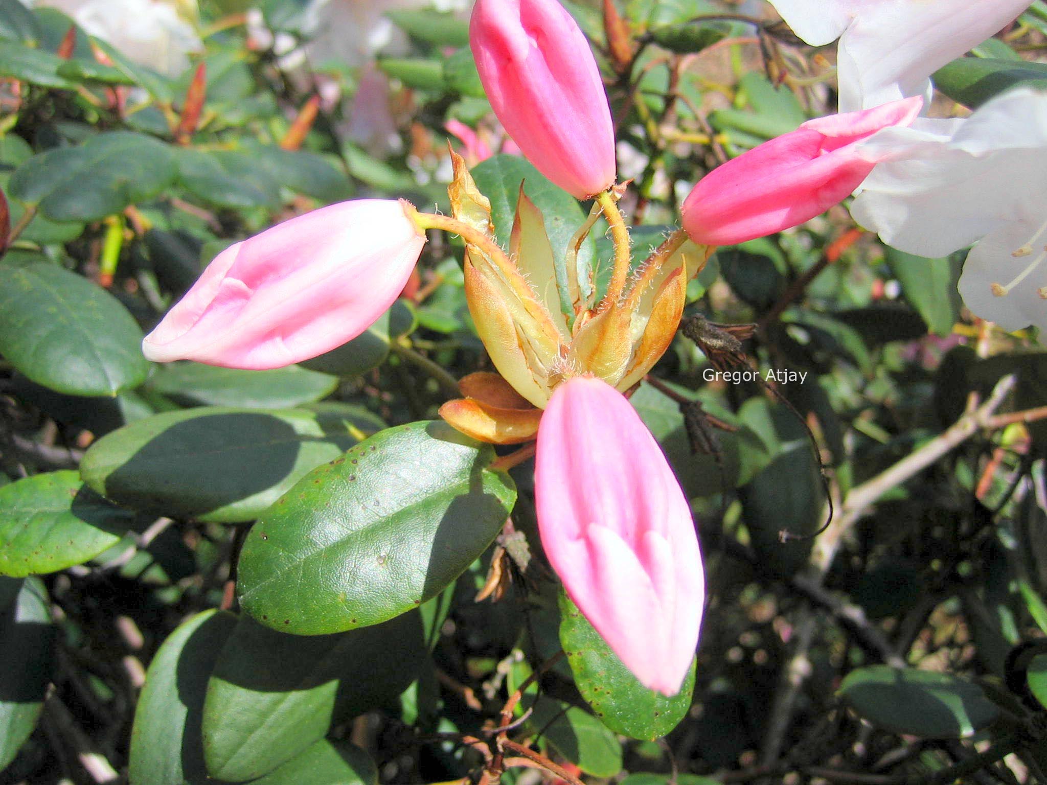 Rhododendron 'Brocade'