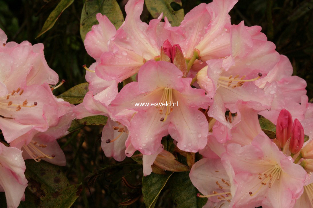 Rhododendron 'Bruce Brechtbill'