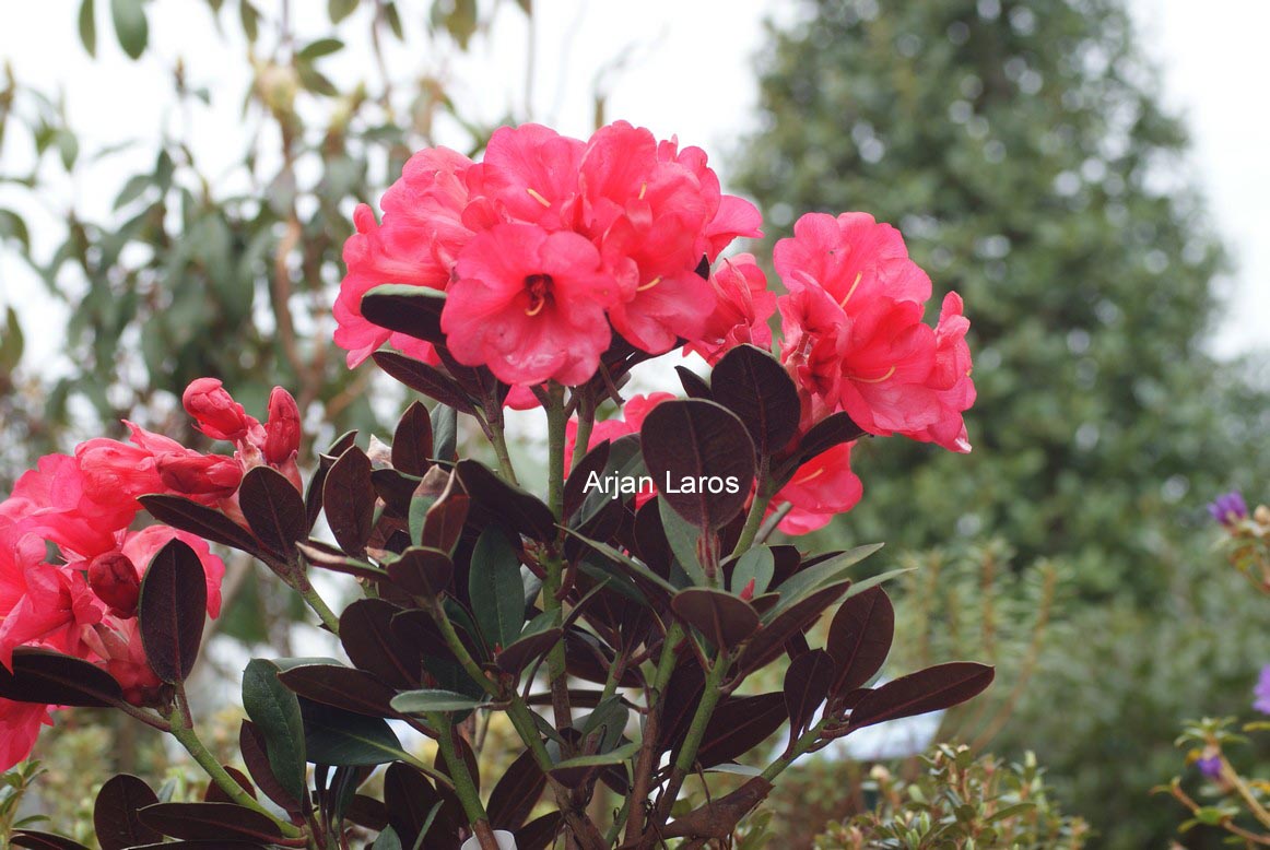 Rhododendron 'Burletta'