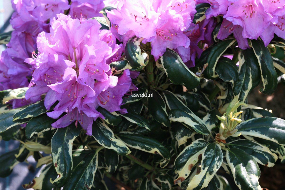 Rhododendron 'Carolina Spring'