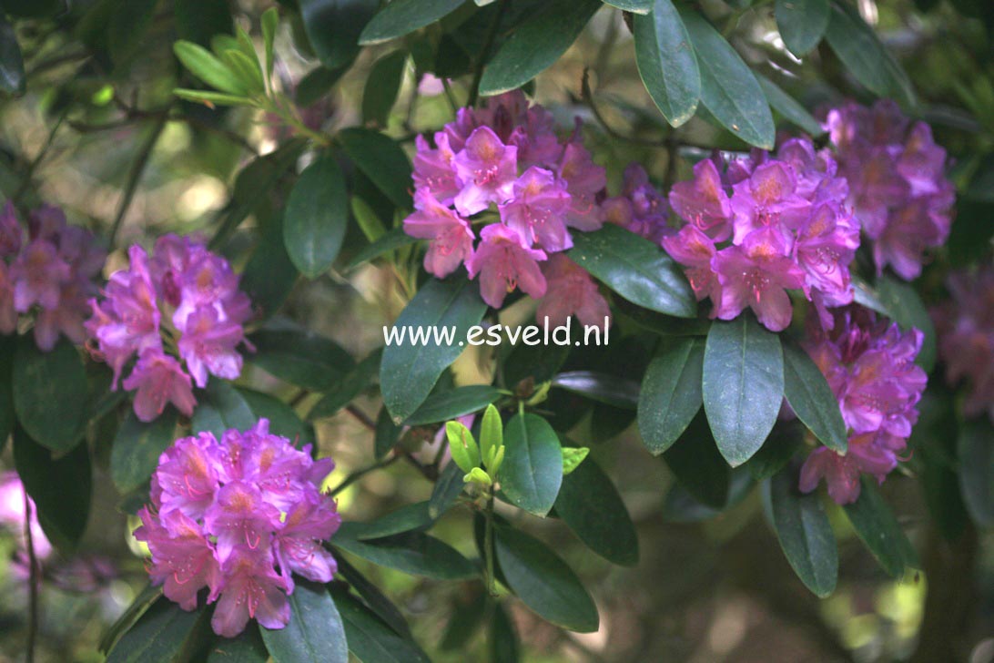 Rhododendron 'Catawbiense Grandiflorum'