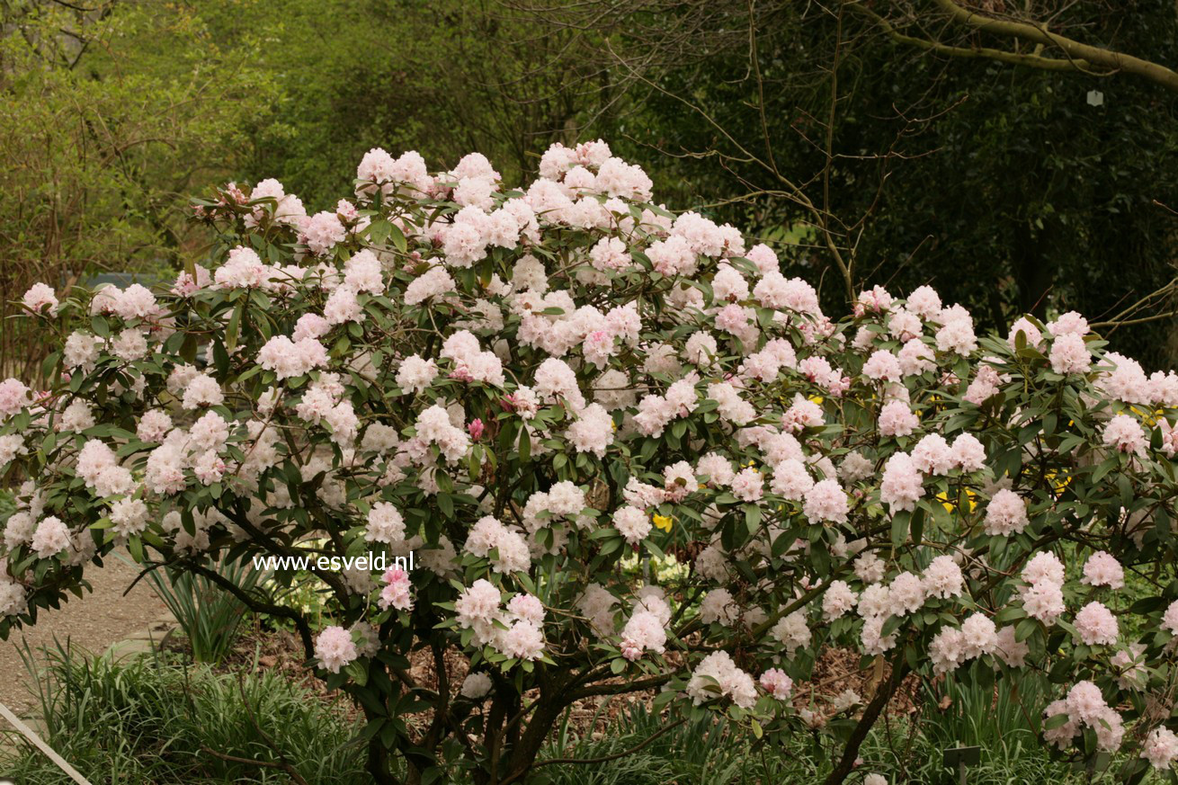 Rhododendron 'Christmas Cheer'