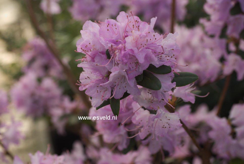 Rhododendron 'Conewago'