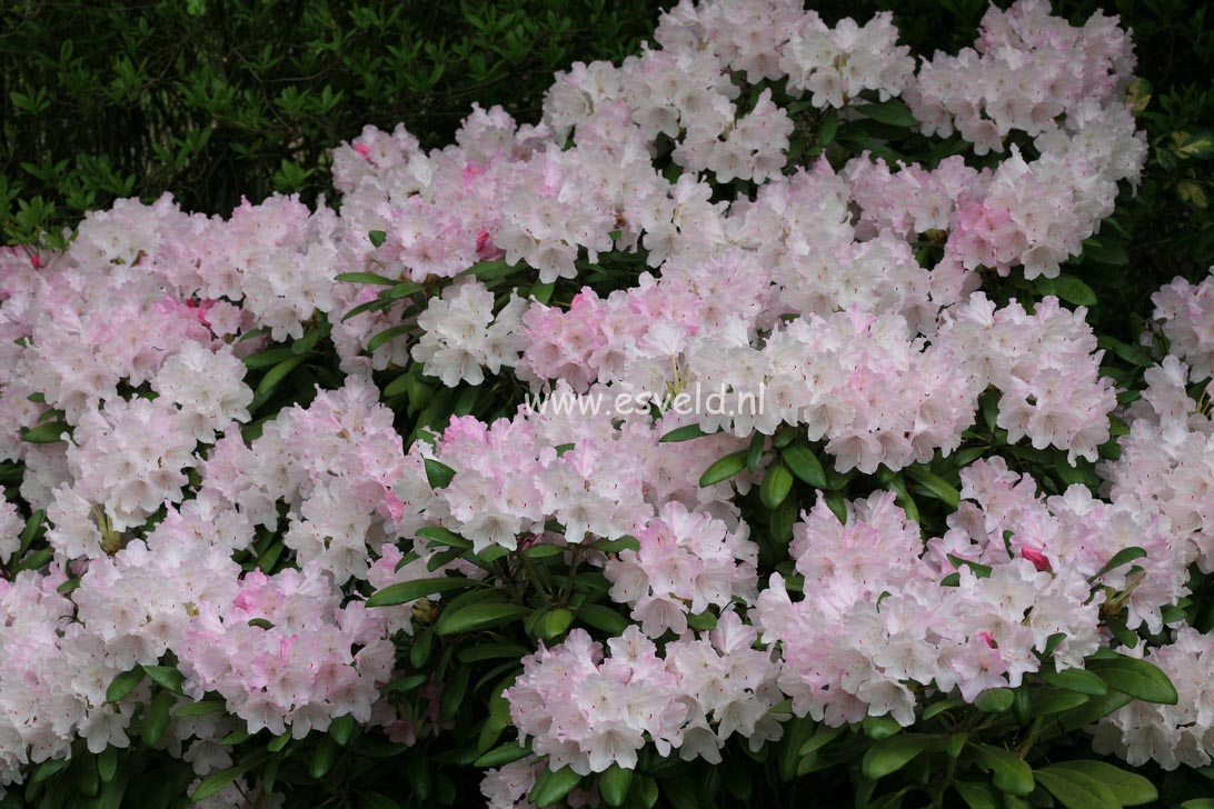 Rhododendron 'Crete'