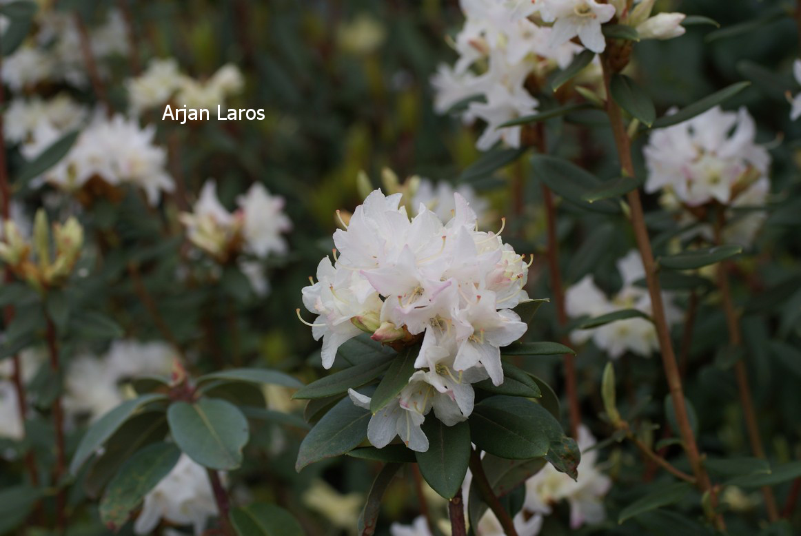 Rhododendron 'Donna Totten'