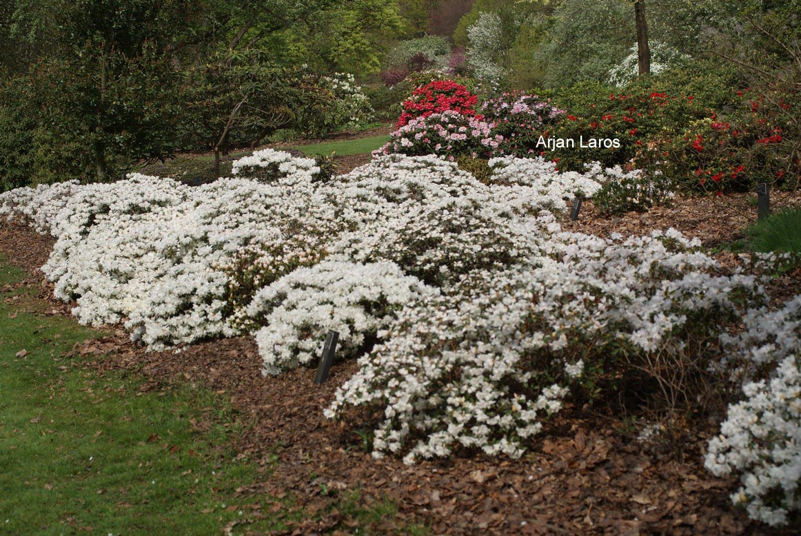 Rhododendron 'Dora Amateis'