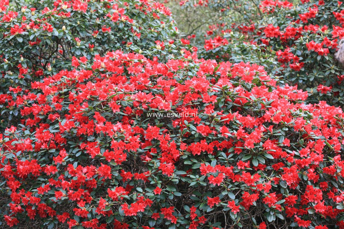 Rhododendron 'Elisabeth Hobbie'
