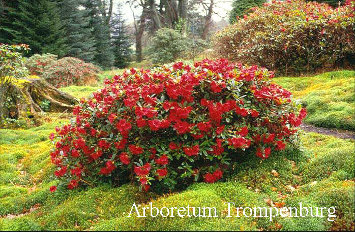 Rhododendron 'Elizabeth'