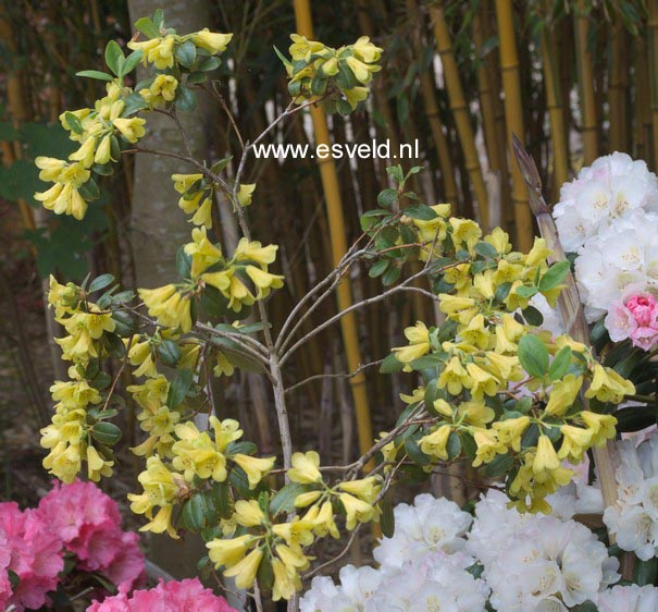 Rhododendron 'Eroica'