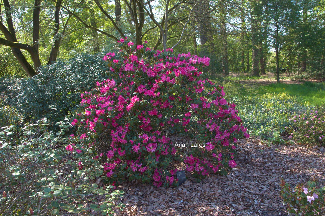 Rhododendron 'Gartendirektor Glocker'