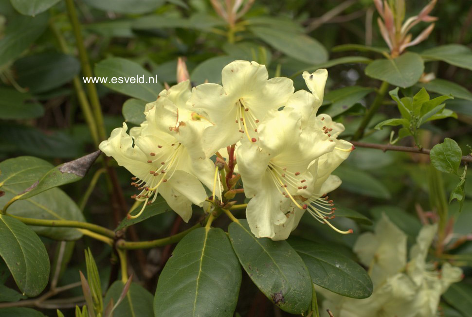Rhododendron 'Goldbukett'