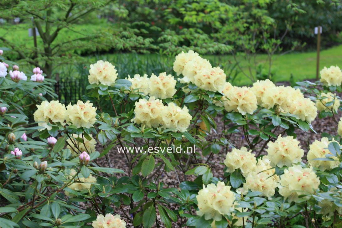Rhododendron 'Goldprinz' (GOLDSCHATZ)