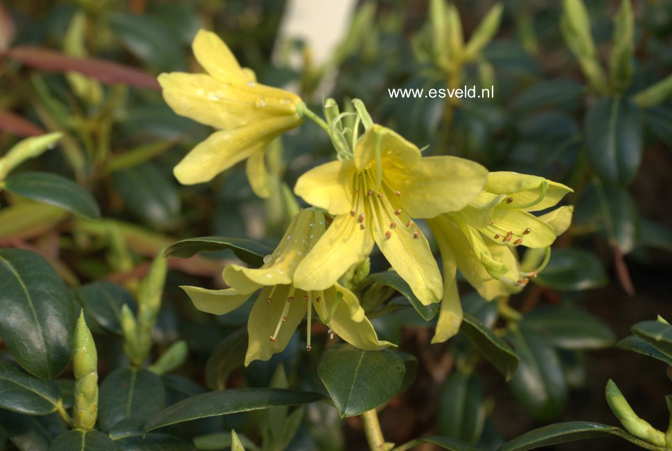Rhododendron 'Goldstrike'