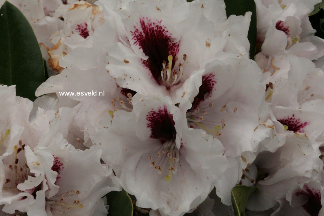 Rhododendron 'Hachmann's Picobello'