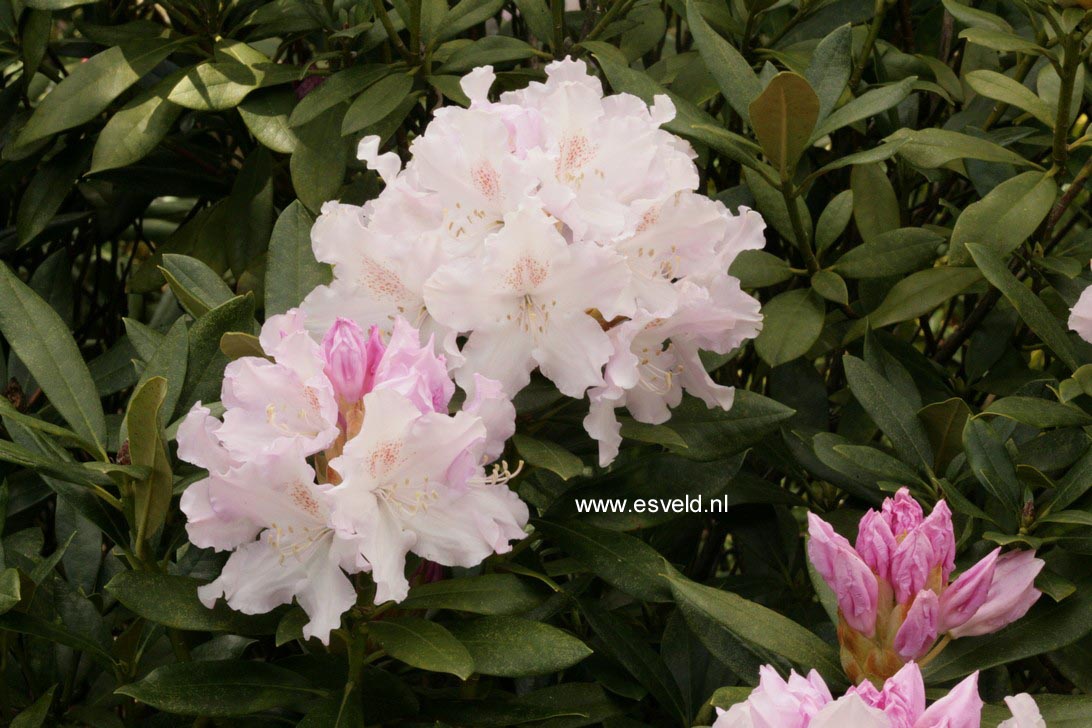 Rhododendron 'Hoppy'