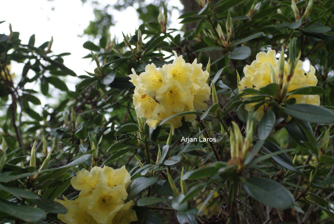 Rhododendron 'Hotei'