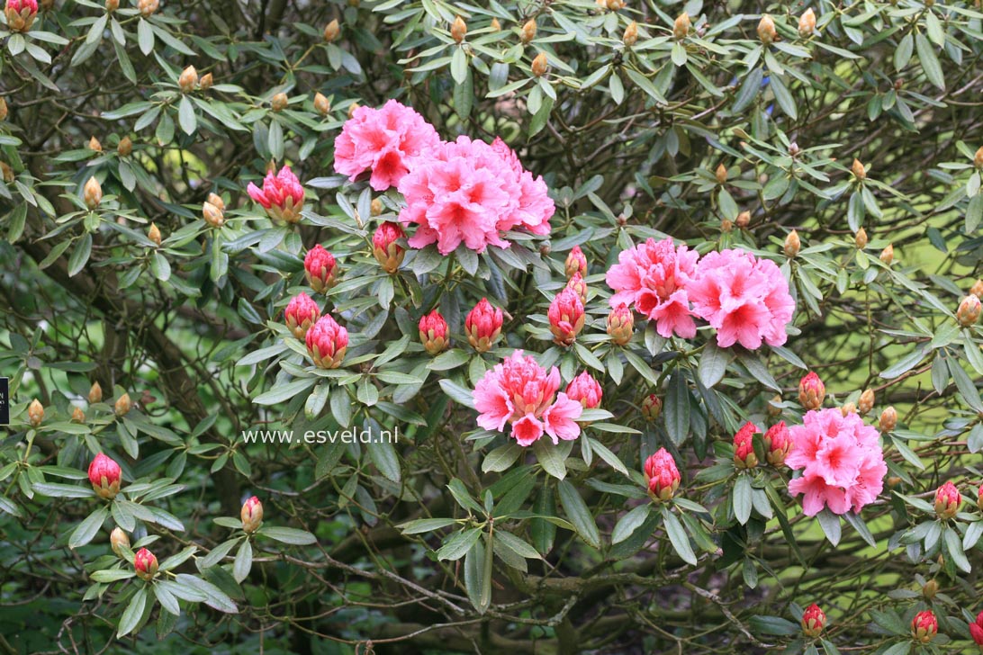 Rhododendron 'Hydon Dawn'